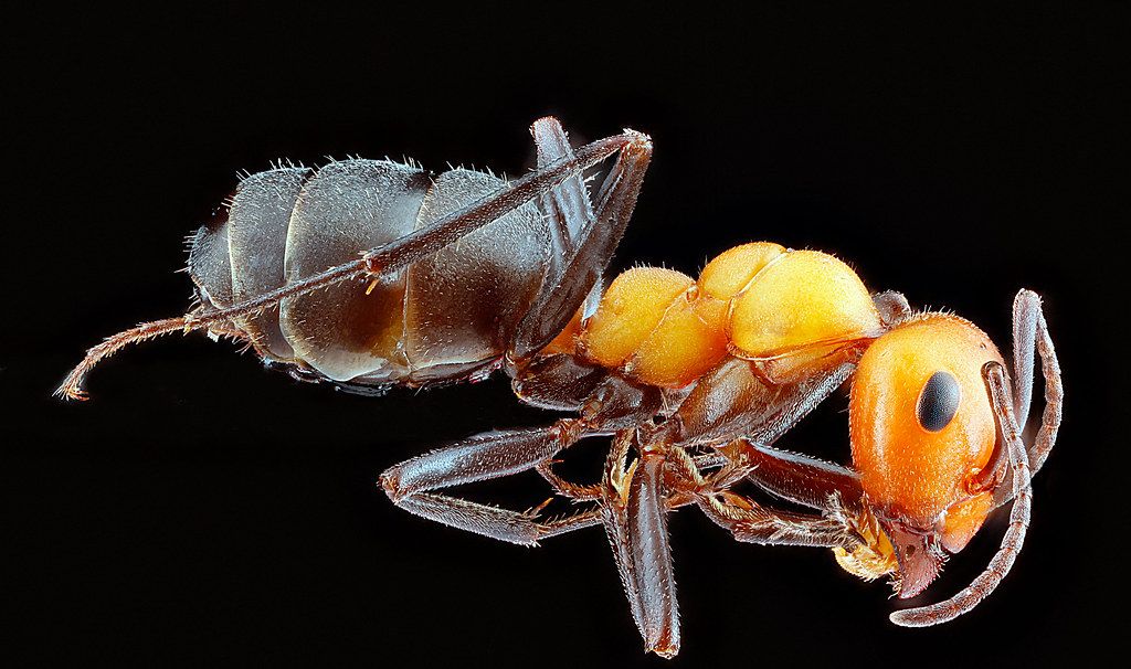 Ant Control service in Eau Claire, WI