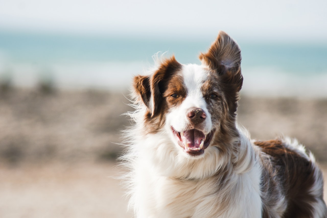 Flea & Tick Control service in Eau Claire, WI