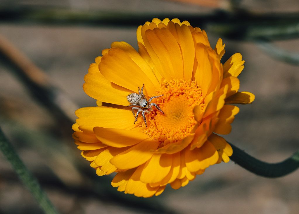 Spider Control service in Eau Claire, WI